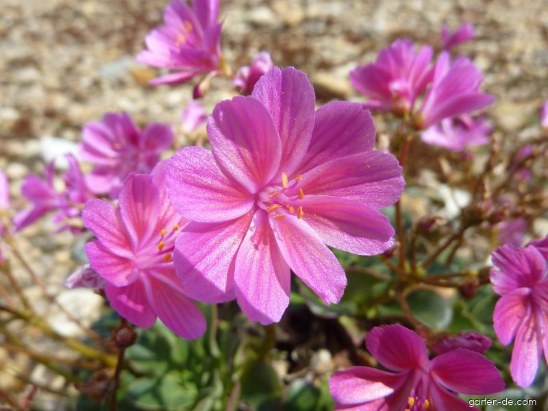 Lewisia cotyledon (S. Wats.) B.L. Robins. (Gewöhnliche Bitterwurz) Lewisia cotyledon (S. Wats.) B.L. Robins. (Gewöhnliche Bitterwurz)
