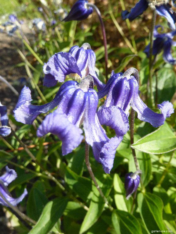 Clematis integrifolia L. (Ganzblättrige) Clematis integrifolia L. (Ganzblättrige)