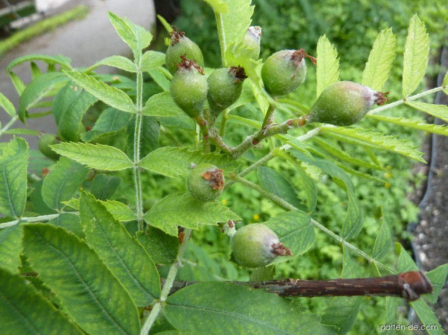 Sorbus domestica L. (Speierling) Sorbus domestica L. (Speierling)
