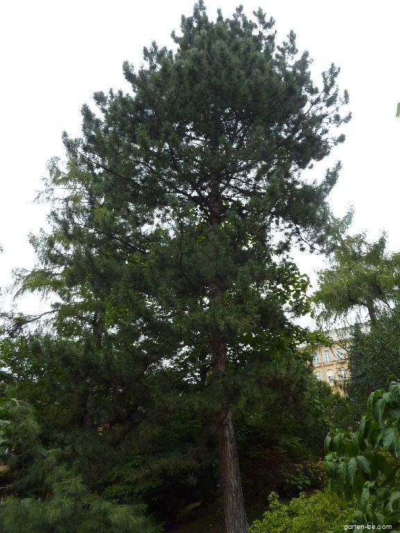 Pinus nigra ARNOLD (Schwarz-Kiefer) Pinus nigra ARNOLD (Schwarz-Kiefer)