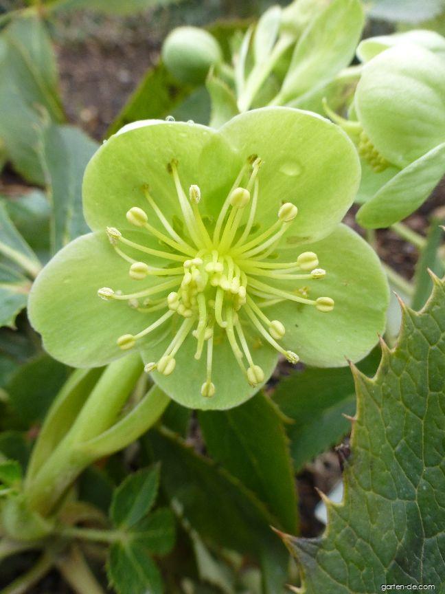 Helleborus argutifolius Viv. (Korsische Nieswurz) Helleborus argutifolius Viv. (Korsische Nieswurz)
