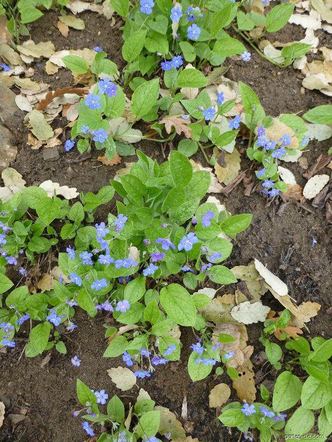 Omphalodes verna MOENCH (Frühlings-Nabelnüsschen) Omphalodes verna MOENCH (Frühlings-Nabelnüsschen)