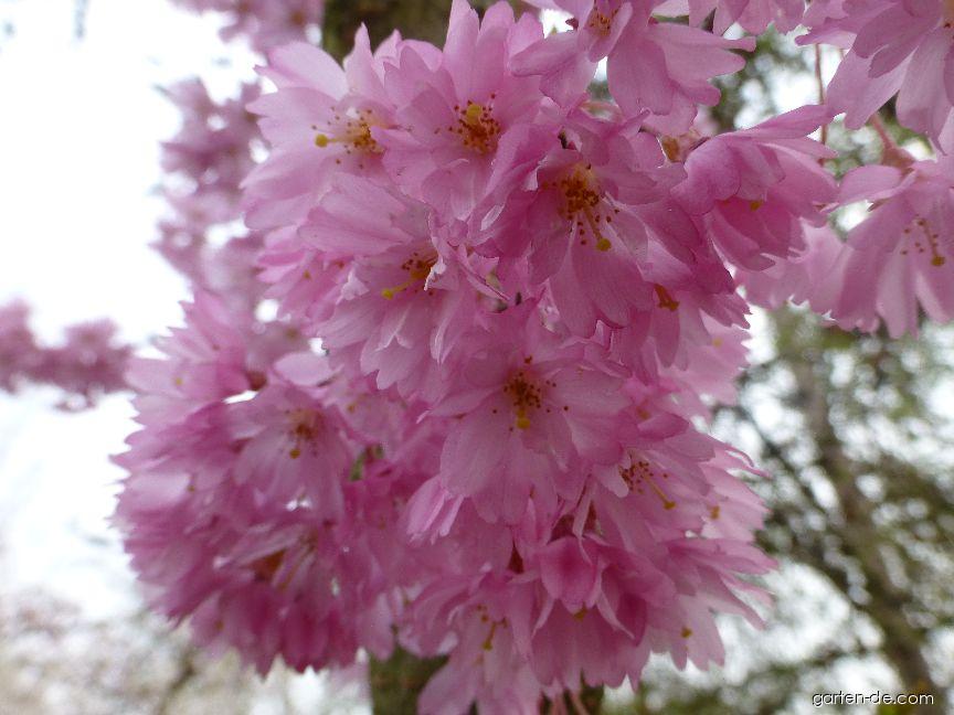 Prunus subhirtella Fukubana (Schnee-Kirsche) Prunus subhirtella Fukubana (Schnee-Kirsche)