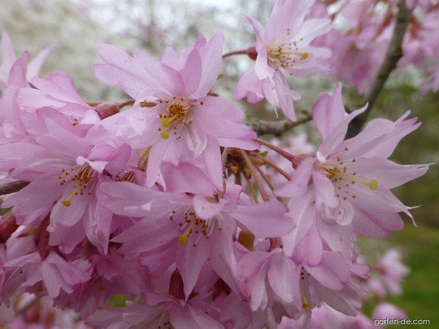 Prunus subhirtella Fukubana (Schnee-Kirsche) Prunus subhirtella Fukubana (Schnee-Kirsche)