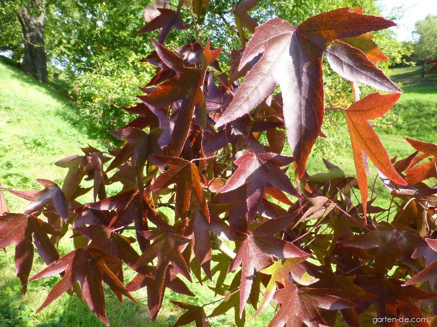 Liquidambar styraciflua Worplesdon (Amerikanischer Amberbaum) Liquidambar styraciflua Worplesdon (Amerikanischer Amberbaum)