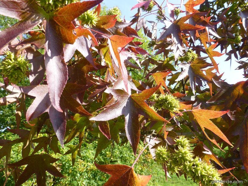Liquidambar styraciflua Worplesdon (Amerikanischer Amberbaum) Liquidambar styraciflua Worplesdon (Amerikanischer Amberbaum)