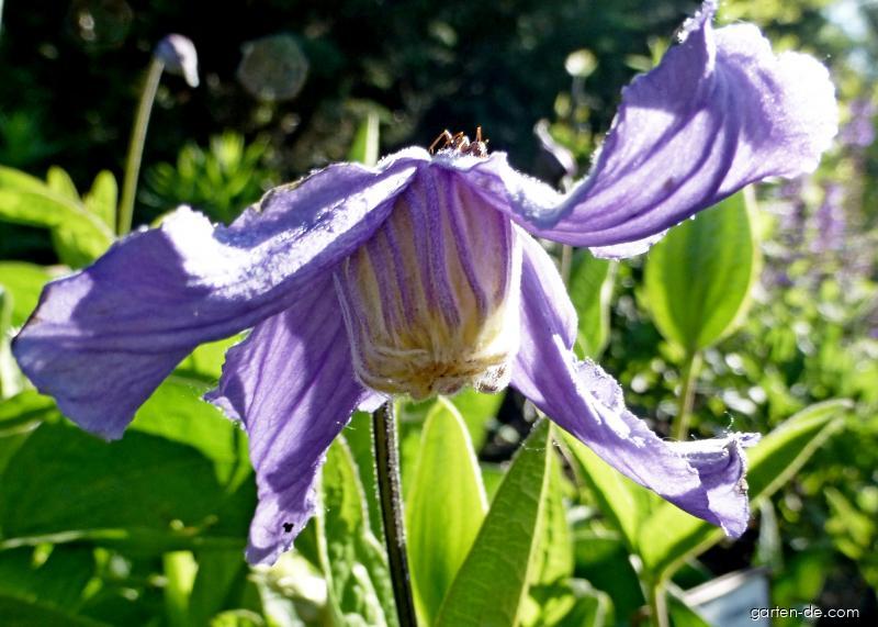 Clematis integrifolia L. (Ganzblättrige) Clematis integrifolia L. (Ganzblättrige)