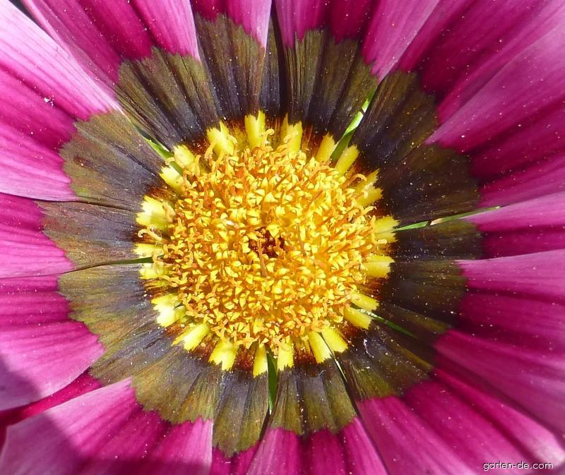 Gazania rigens Daybreak Pink (Halbstrauch-Gazanie) Gazania rigens Daybreak Pink (Halbstrauch-Gazanie)
