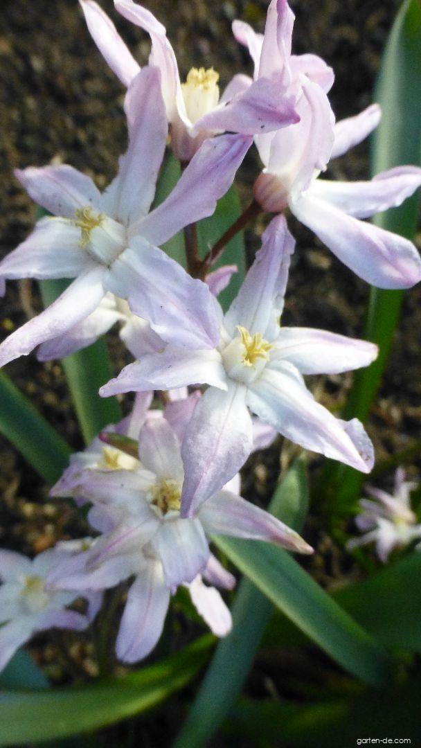 Scilla luciliae Pink Giant (Gewöhnliche Sternhyazinthe) Scilla luciliae Pink Giant (Gewöhnliche Sternhyazinthe)
