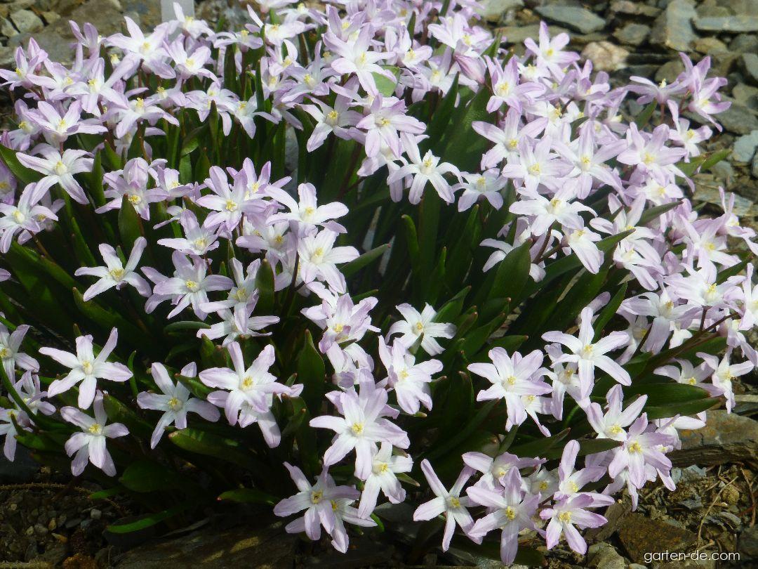 Scilla luciliae Pink Giant (Gewöhnliche Sternhyazinthe) Scilla luciliae Pink Giant (Gewöhnliche Sternhyazinthe)