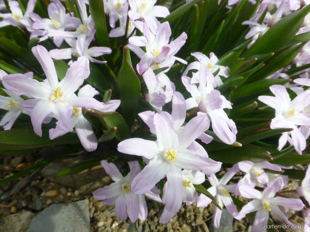 Scilla luciliae Pink Giant (Gewöhnliche Sternhyazinthe) Scilla luciliae Pink Giant (Gewöhnliche Sternhyazinthe)