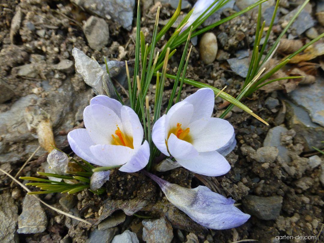 Crocus chrysanthus Blue Pearl (Balkan-Krokus) Crocus chrysanthus Blue Pearl (Balkan-Krokus)