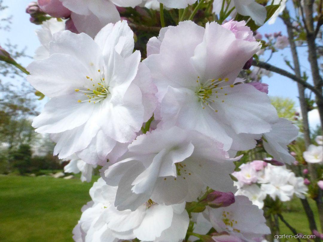 Prunus serrulata Amanogawa (Japanische Blütenkirsche) Prunus serrulata Amanogawa (Japanische Blütenkirsche)