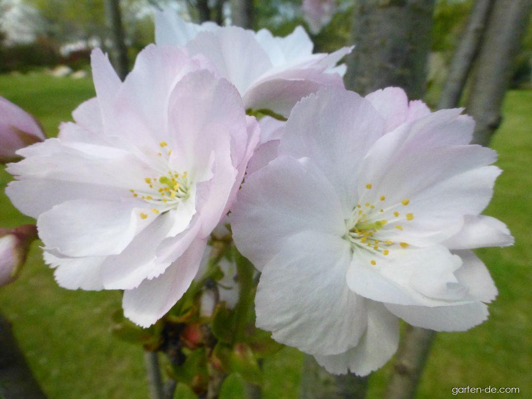 Prunus serrulata Amanogawa (Japanische Blütenkirsche) Prunus serrulata Amanogawa (Japanische Blütenkirsche)