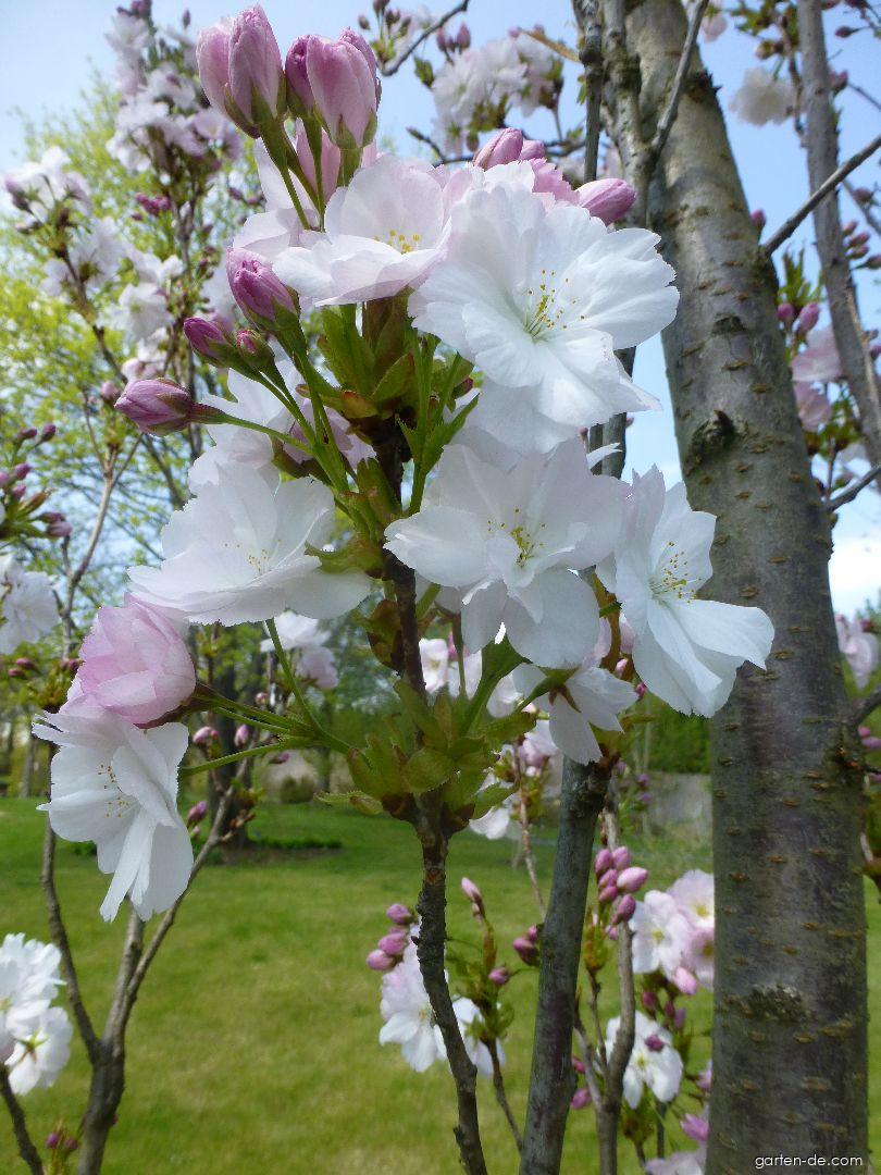Prunus serrulata Amanogawa (Japanische Blütenkirsche) Prunus serrulata Amanogawa (Japanische Blütenkirsche)