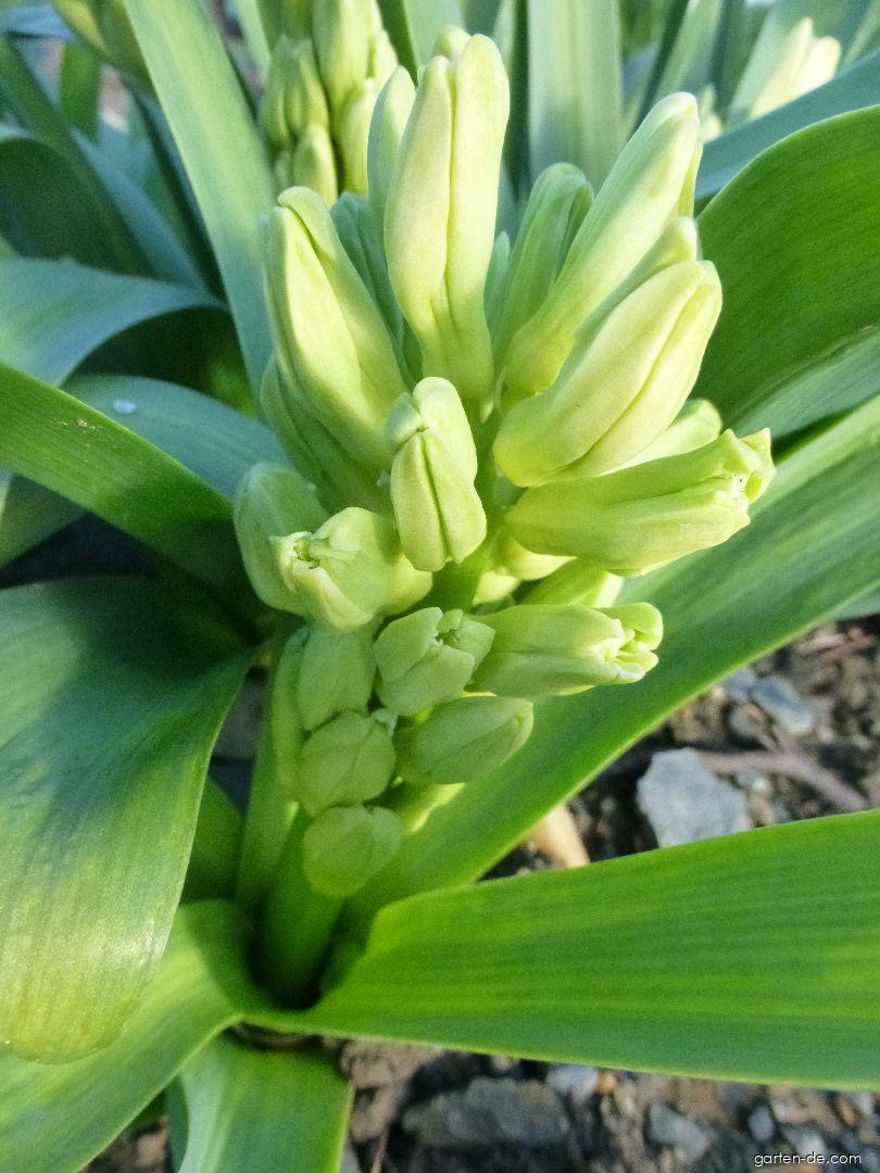 Hyacinthus orientalis City of Haarlem (Gartenhyazinthe) Hyacinthus orientalis City of Haarlem (Gartenhyazinthe)