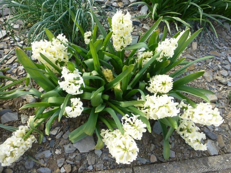 Hyacinthus orientalis City of Haarlem (Gartenhyazinthe) Hyacinthus orientalis City of Haarlem (Gartenhyazinthe)