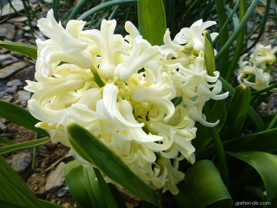 Hyacinthus orientalis City of Haarlem (Gartenhyazinthe) Hyacinthus orientalis City of Haarlem (Gartenhyazinthe)