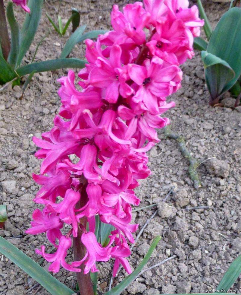 Hyacinthus orientalis Jan Bos (Gartenhyazinthe) Hyacinthus orientalis Jan Bos (Gartenhyazinthe)