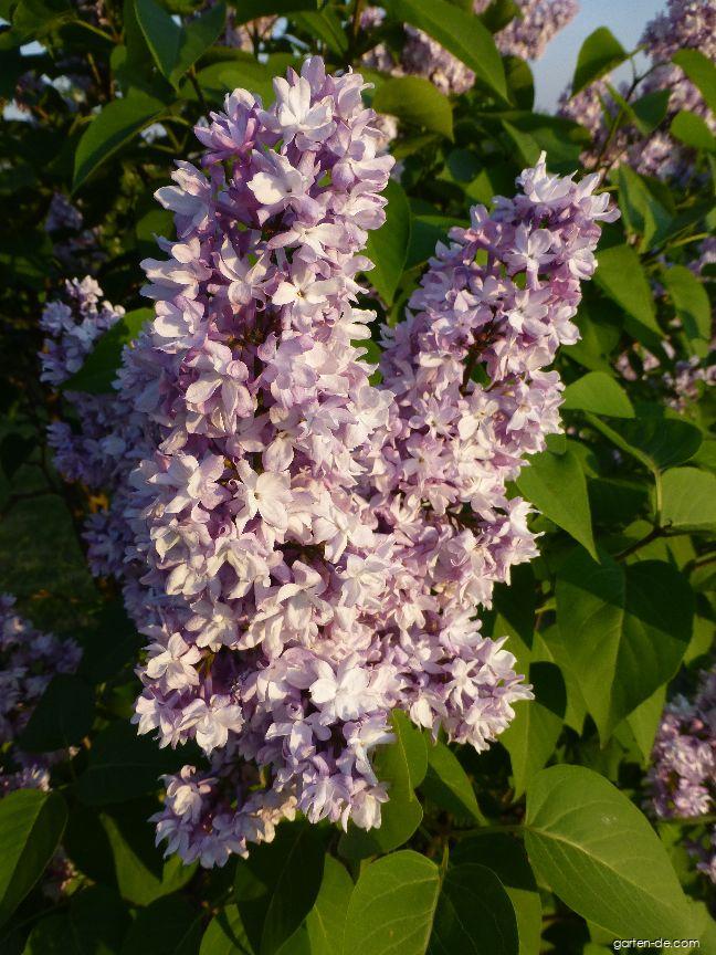 Syringa vulgaris Alphonse Lavallee (Gewöhnlicher Flieder) Syringa vulgaris Alphonse Lavallee (Gewöhnlicher Flieder)