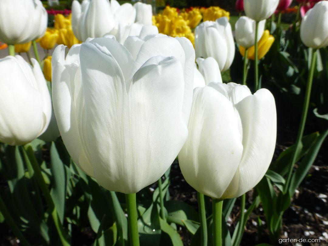 Tulipa Hakuun (Tulpe) Tulipa Hakuun (Tulpe)