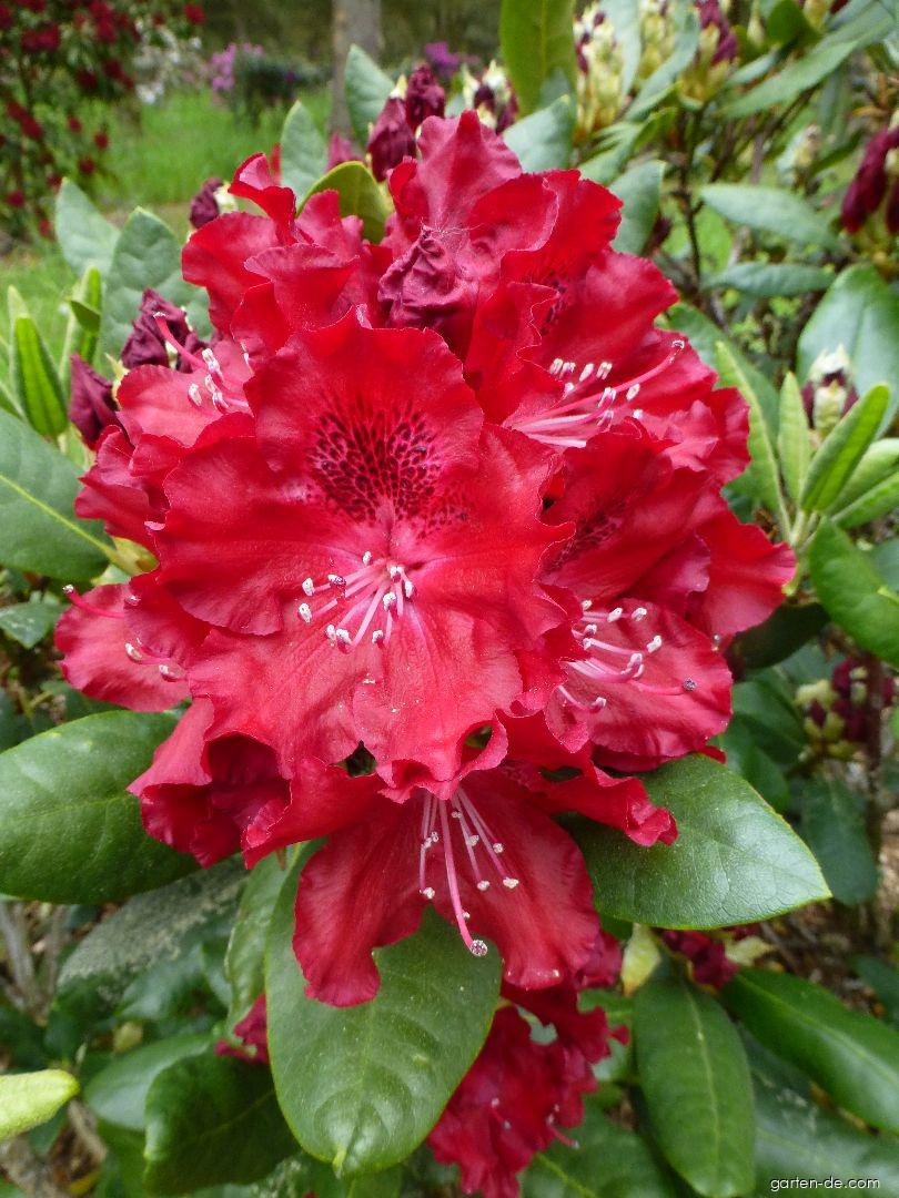 Rhododendron Tarantella (Alpenrose) Rhododendron Tarantella (Alpenrose)