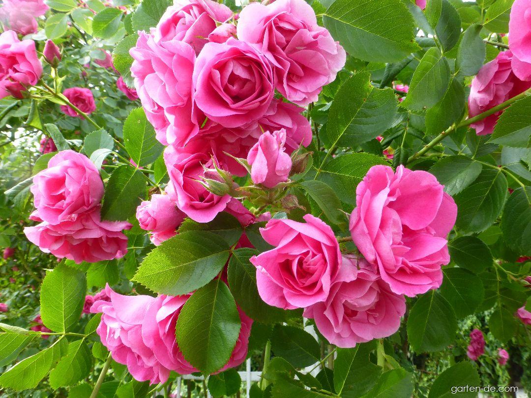 Rosa Rudolfína Benetka, 2002 (Rose) Rosa Rudolfína Benetka, 2002 (Rose)
