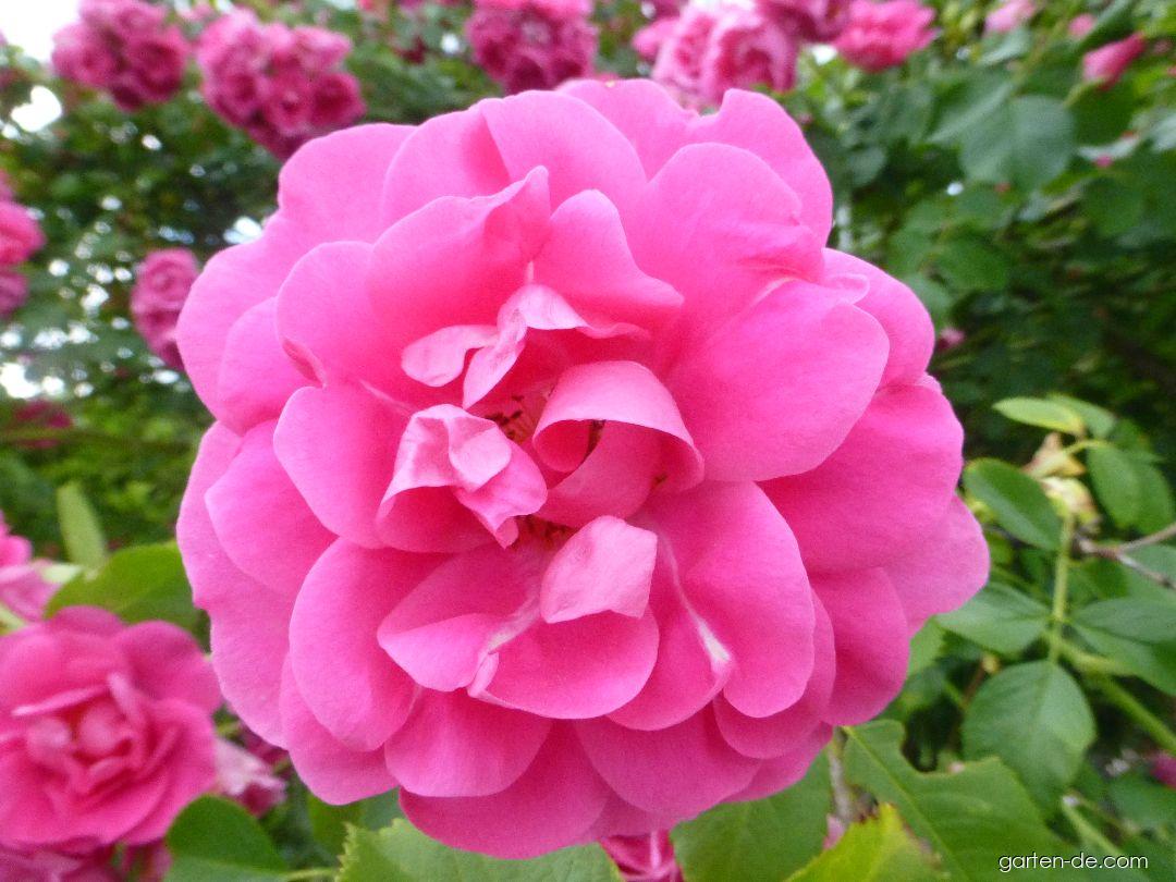 Rosa Rudolfína Benetka, 2002 (Rose) Rosa Rudolfína Benetka, 2002 (Rose)