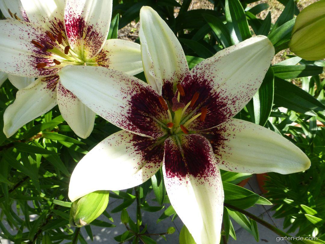 Lilium x hybridum White Pixels (Lilie) Lilium x hybridum White Pixels (Lilie)