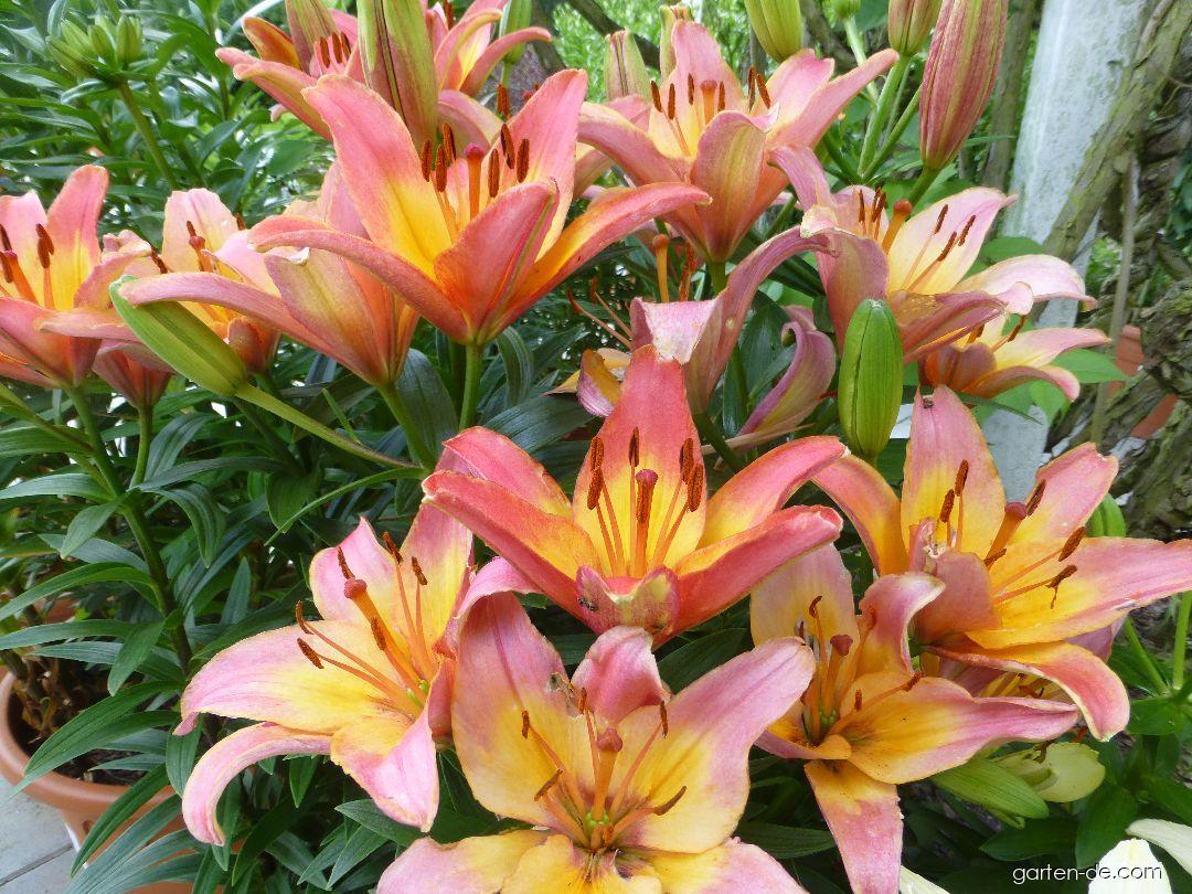 Lilium x hybridum Lady Like (Lilie) Lilium x hybridum Lady Like (Lilie)
