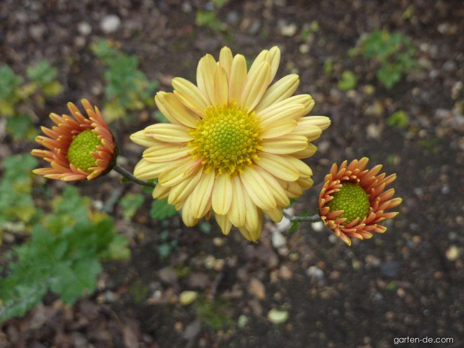 Chrysanthemum x morifolium Goldgreenheart (Garten-Chrysantheme) Chrysanthemum x morifolium Goldgreenheart (Garten-Chrysantheme)