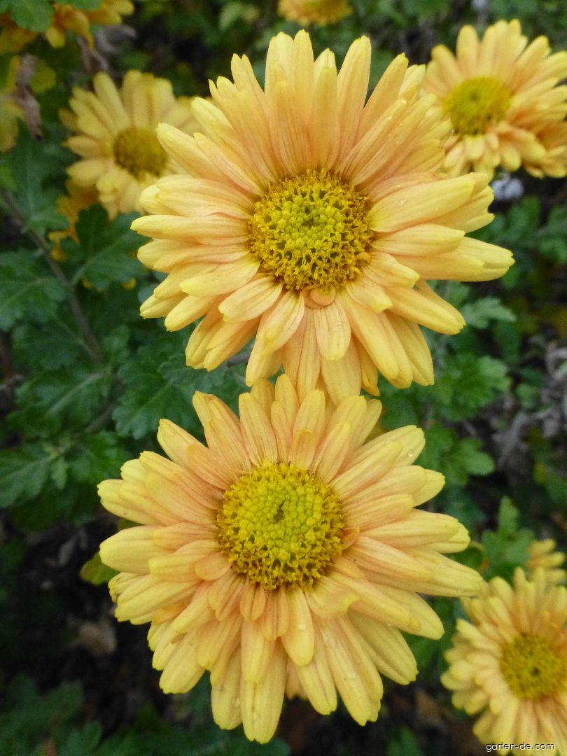 Chrysanthemum x morifolium Goldgreenheart (Garten-Chrysantheme) Chrysanthemum x morifolium Goldgreenheart (Garten-Chrysantheme)