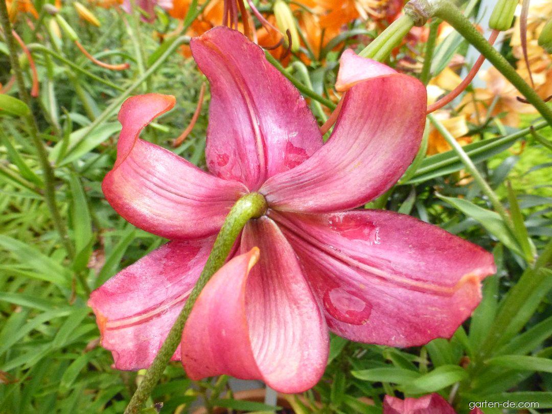 Lilium x hybridum Eurydike (Lilie) Lilium x hybridum Eurydike (Lilie)
