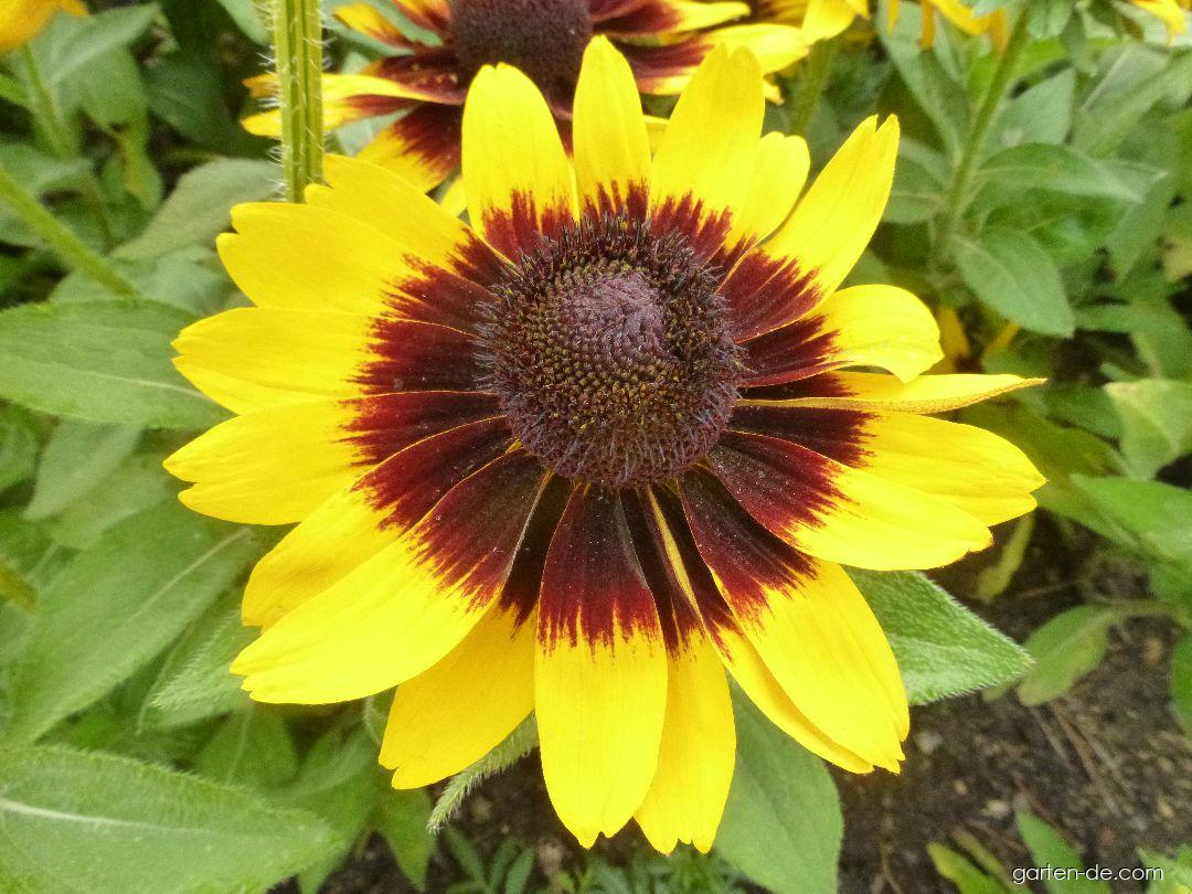 Rudbeckia hirta Sonora (Schwarzäugige Rudbeckie) Rudbeckia hirta Sonora (Schwarzäugige Rudbeckie)