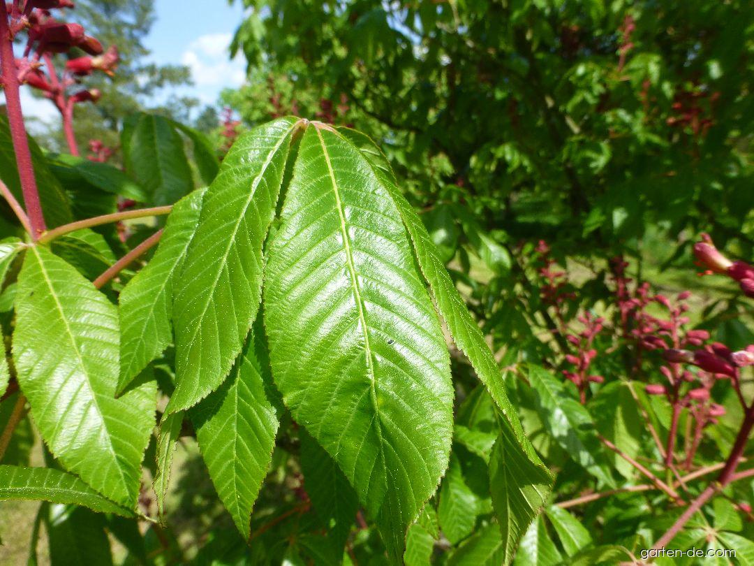 Aesculus pavia Atrosanguinea (Rote Pavie) Aesculus pavia Atrosanguinea (Rote Pavie)