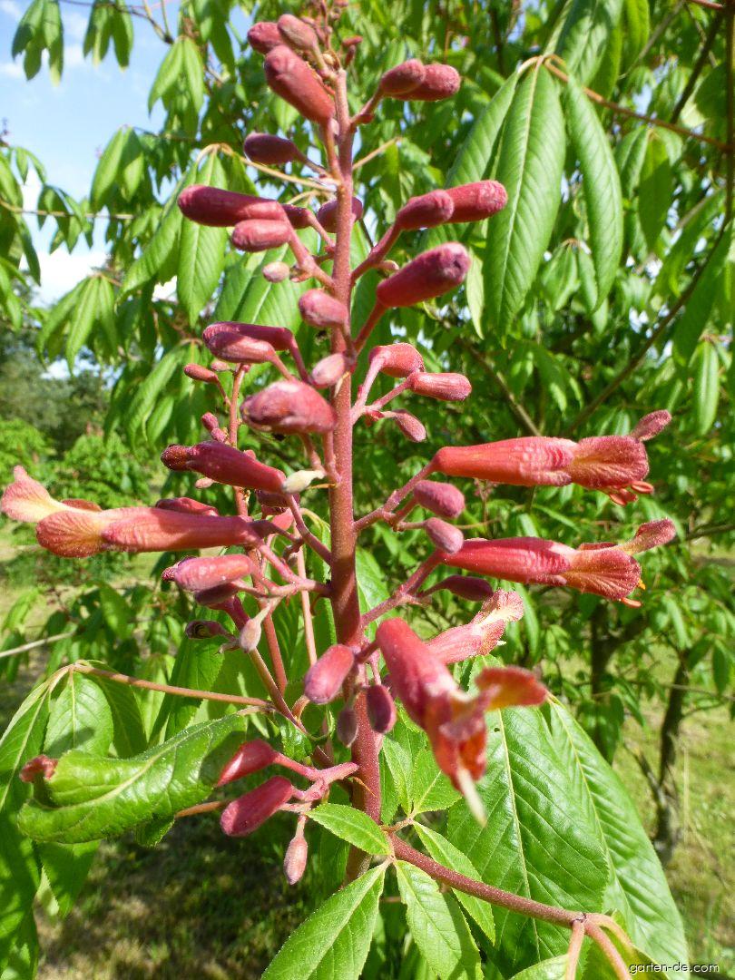 Aesculus pavia Humilis (Rote Pavie) Aesculus pavia Humilis (Rote Pavie)