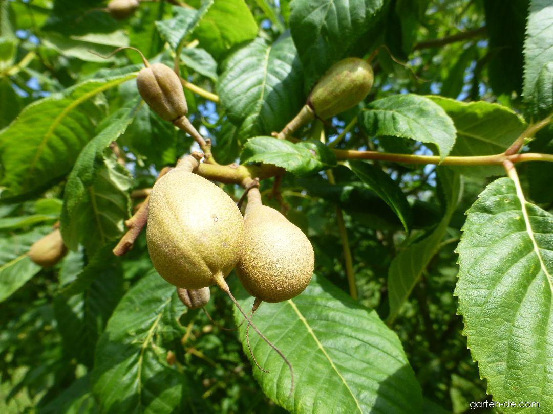 Aesculus pavia Humilis (Rote Pavie) Aesculus pavia Humilis (Rote Pavie)