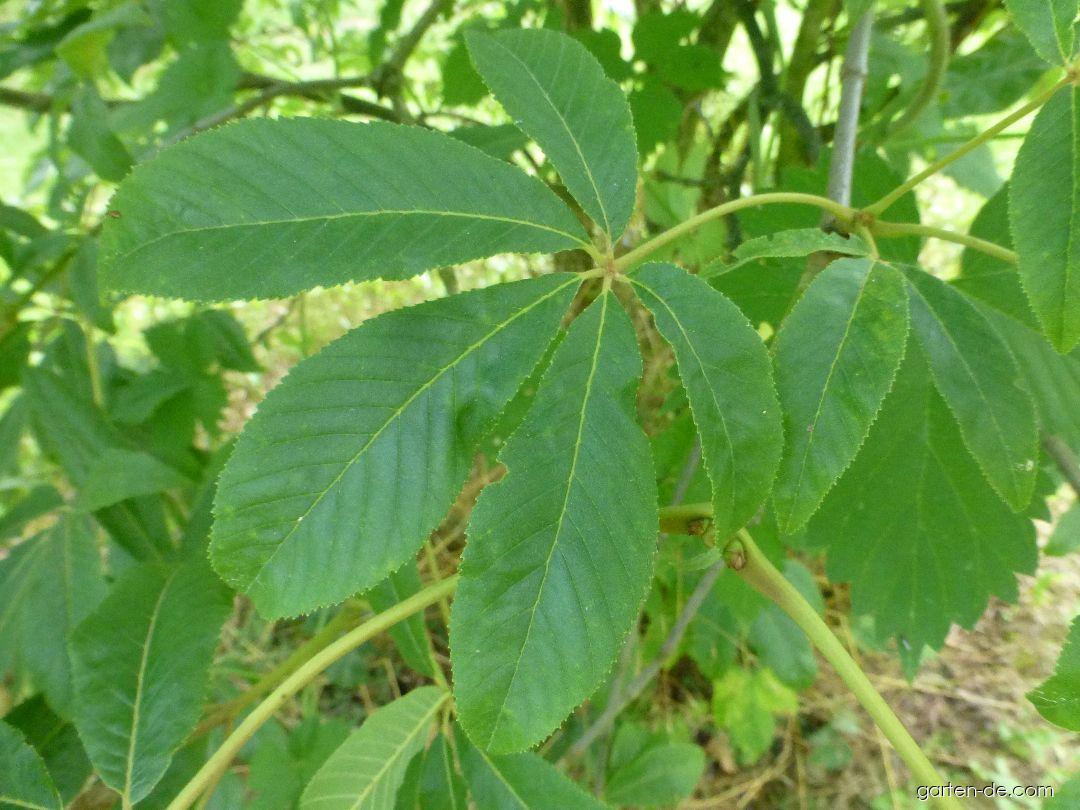 Aesculus pavia Humilis (Rote Pavie) Aesculus pavia Humilis (Rote Pavie)