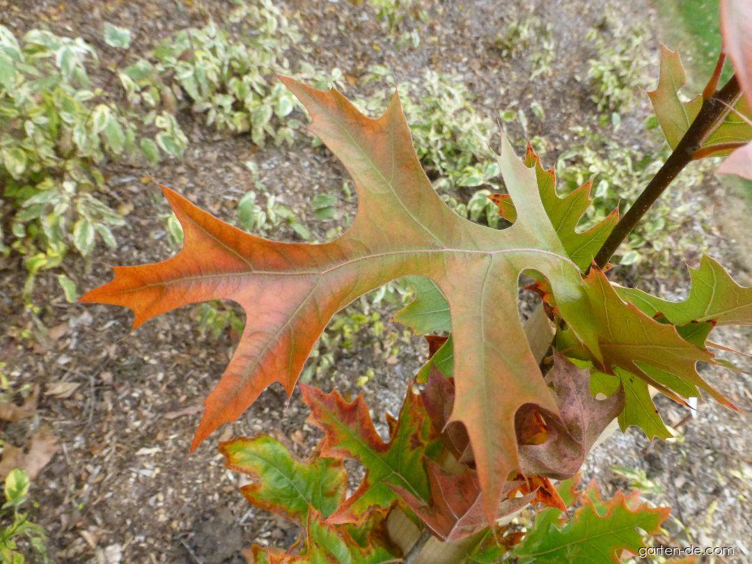 Quercus palustris Green Pillar (Sumpf-Eiche) Quercus palustris Green Pillar (Sumpf-Eiche)
