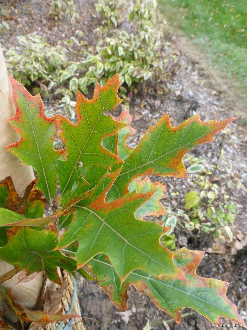Quercus palustris Green Pillar (Sumpf-Eiche) Quercus palustris Green Pillar (Sumpf-Eiche)