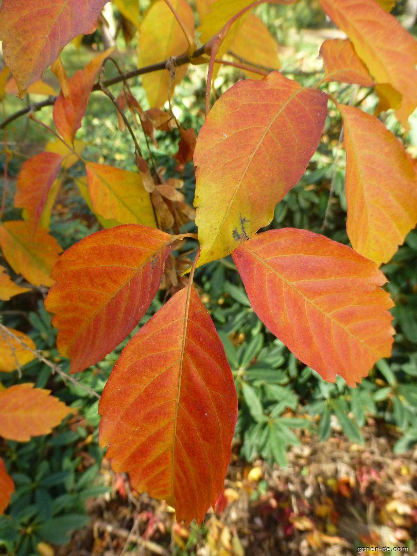 Acer henryi Pax (Henrys Ahorn) Acer henryi Pax (Henrys Ahorn)