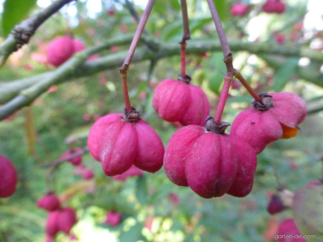 Euonymus europaeus Red Cascade (Gewöhnliches Pfaffenhütchen) Euonymus europaeus Red Cascade (Gewöhnliches Pfaffenhütchen)