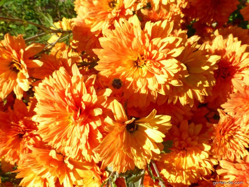 Chrysanthemum x morifolium Mandarine (Garten-Chrysantheme) Chrysanthemum x morifolium Mandarine (Garten-Chrysantheme)