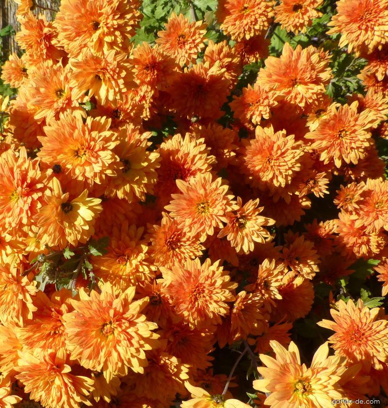Chrysanthemum x morifolium Mandarine (Garten-Chrysantheme) Chrysanthemum x morifolium Mandarine (Garten-Chrysantheme)
