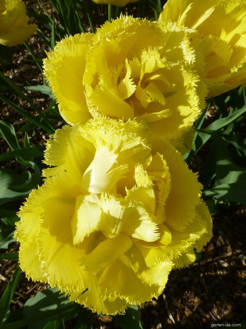 Tulipa Mon Amour (Tulpe) Tulipa Mon Amour (Tulpe)
