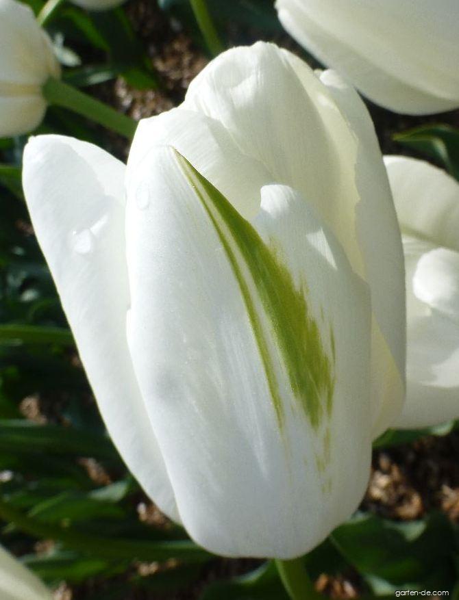 Tulipa Hakuun (Tulpe) Tulipa Hakuun (Tulpe)
