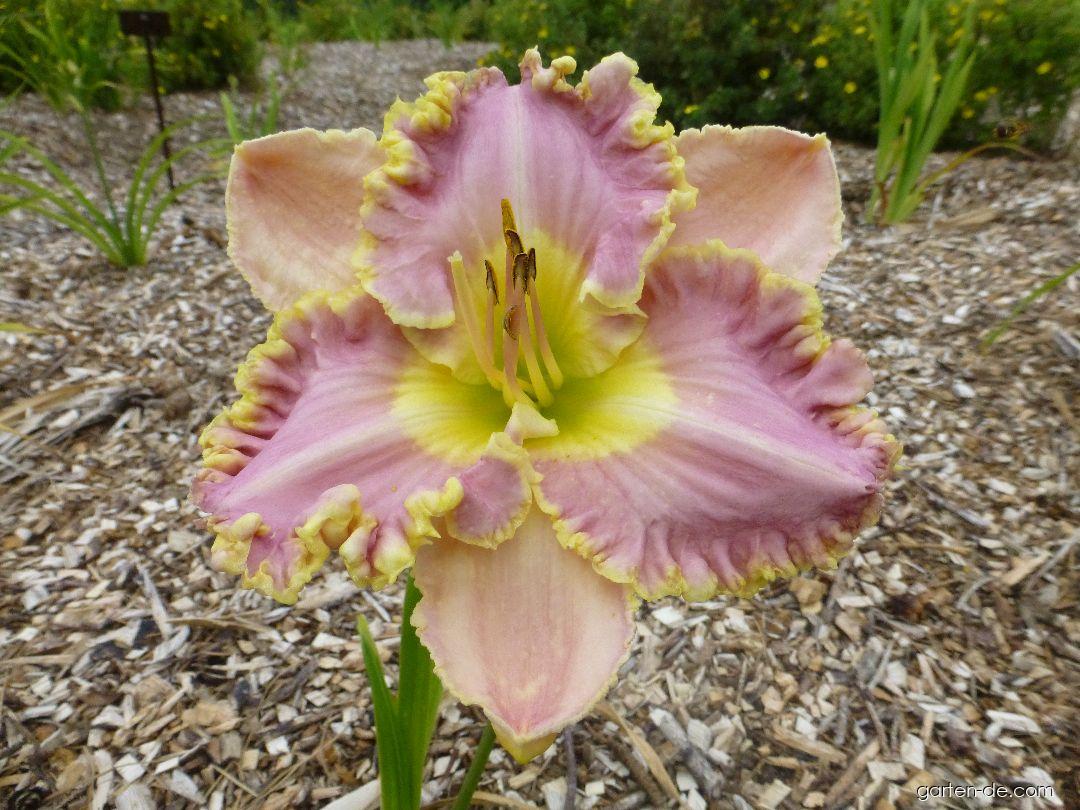 Hemerocallis Darla Anita (Taglilie) Hemerocallis Darla Anita (Taglilie)