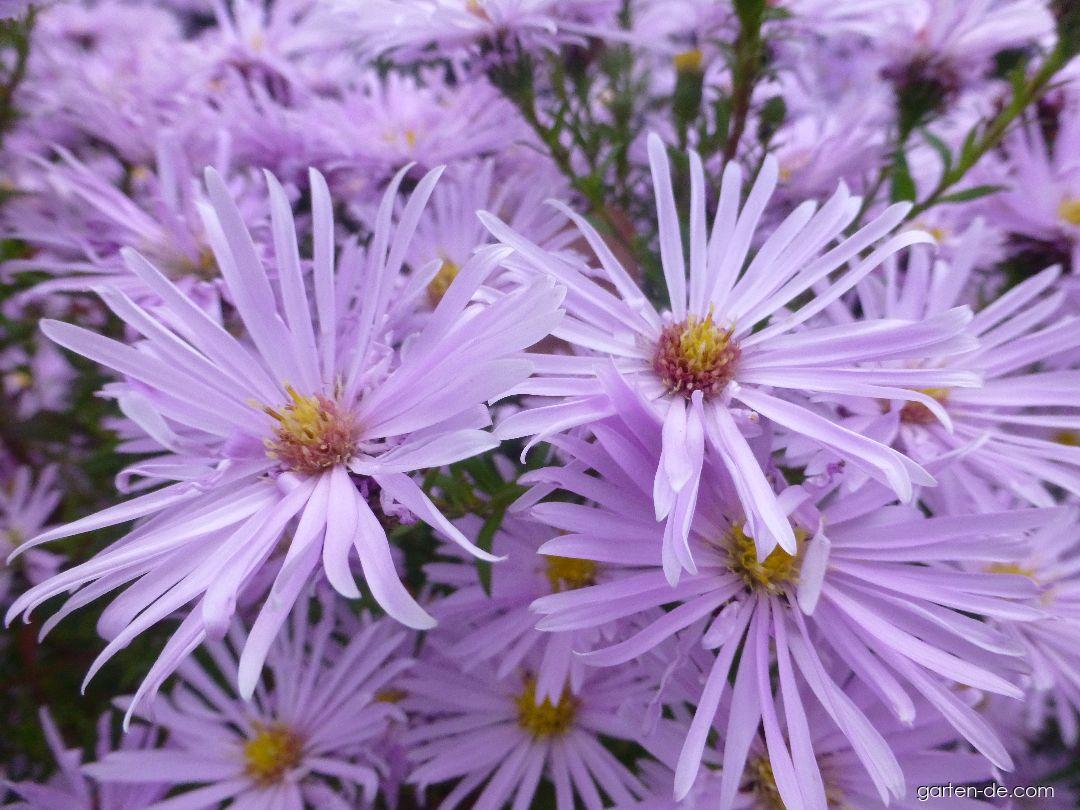 Symphyotrichum novi-belgii Rosenquarz (Glattblatt-Aster) Symphyotrichum novi-belgii Rosenquarz (Glattblatt-Aster)