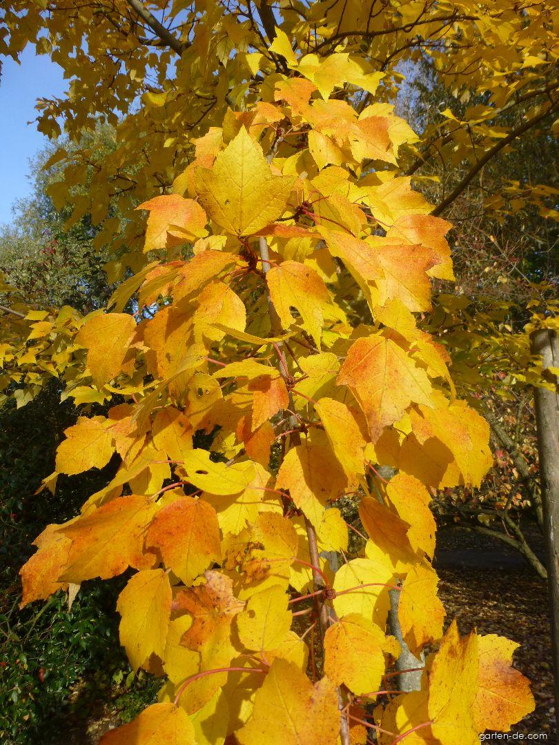 Acer rubrum Scanlon (Rot-Ahorn) Acer rubrum Scanlon (Rot-Ahorn)