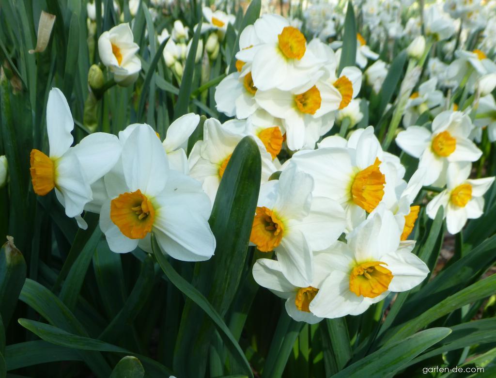 Narcissus Geranium (Narzisse) Narcissus Geranium (Narzisse)